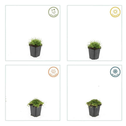 Pfriemen – Mastkraut – Sagina subulata – ↕10-25cm – Ø9cm – 60 Pflanzen – Immergrün, trittfest & winterhart – Ideal als Rasenersatz & Fugenbegrünung