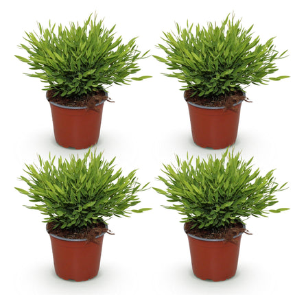 Bambus Pogonatherum Monica – Bambusgras Zimmerpflanze – Grün – 4 Pflanzen im Set – 12cm – Höhe 30-35cm