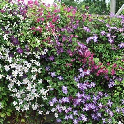 Kletterpflanze Clematis Tricolour – Mehrfarbige Blüten Rosa Weiß Lila – Wenig Pflege – 3 Pflanzen – 11cm Höhe 40cm – Für Garten, Balkon & Pergolen