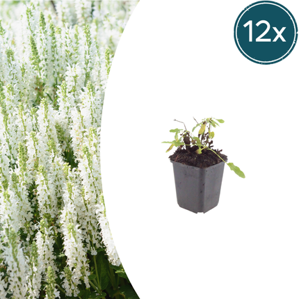 Salvia nemorosa Schneehügel – 12 Pflanzen – Ø9cm – Höhe 10-25cm – Steppensalbei – Hellblaue Blütenähren – Bienenfreundlich für Beet & Steingarten
