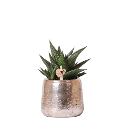 Sukkulente Haworthia Limifolia – Grüne Zimmerpflanze – Luxustopf Silber Ø9cm – Pflegeleichte Grünpflanze – Frisch vom Züchter