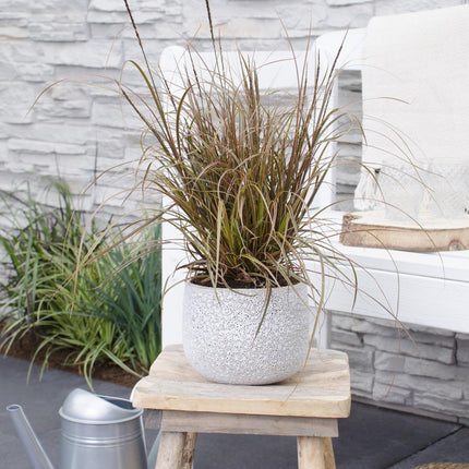 Mahagonigras – Uncinia rubra ‘Everflame’ – Ø14cm x ↕30cm – Ziergras mit rotbraunen Blättern – Immergrüne Red Zegge für Garten, Balkon & Terrasse – Pflegeleicht & winterhart