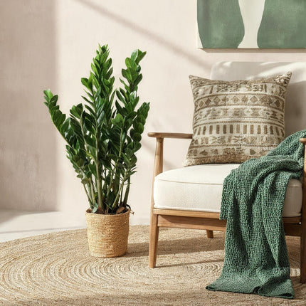 Zamioculcas – 80-90cm – 21cm inkl. Naturkorb – Pflegeleichte ZZ – Pflanze – Robust & luftreinigend – Grünpflanze für Wohnzimmer, Büro & Schlafzimmer