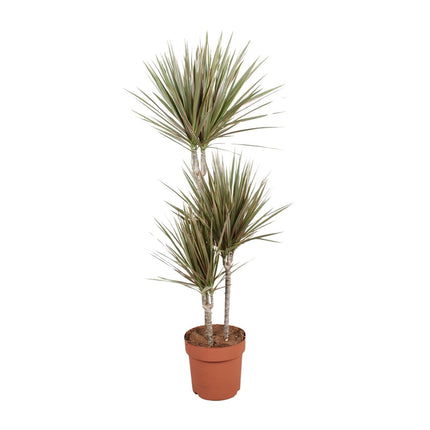 Drachenbaum Dracaena Bicolor Zimmerpflanze Ø21cm – Höhe ca.120cm – zweifarbiges Laub – pflegeleichte Grünpflanze für Wohnung & Büro – ideal bei Halbschatten