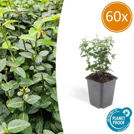 Immergrüne Kriechspindel – Euonymus fortunei radicans – ↑10-25cm – Ø9cm – 60 Pflanzen – Bodendecker, winterhart & pflegeleicht – Schattengarten & Kletterpflanze