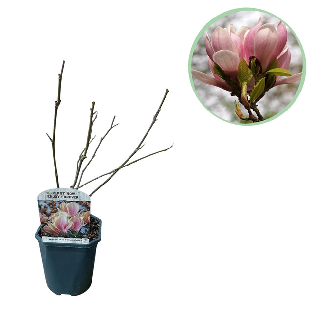 Tulpen – Magnolie Magnolia Soulangiana – Strauch/Baum – Blüten Hellrosa – Frühjahrsblüher – Pflegeleicht – 17cm Höhe 45cm – Für Garten & Terrasse