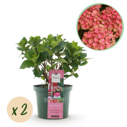 Hydrangea macrophylla Magical Green Fire – Gartenhortensie Rosa-Grün – 2 Pflanzen 23 cm – Höhe 55 cm – 6-10 Blüten – Balkonpflanze – Farbwechselnde Blüten – Pflegeleicht