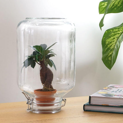 Flaschengarten Easyplant – Terrarium mit Ficus Ginseng Bonsai – Selbstbewässernde Zimmerpflanze im italienischen Einmachglas – Pflegeleicht & Nachhaltig