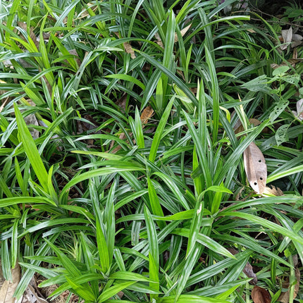 Japan – Segge Carex morrowii Irish Green – 4 Pflanzen 17cm – ca. 50cm hoch – Immergrünes Ziergras grün – gelb – pflegeleicht