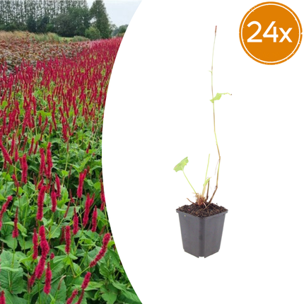 Persicaria amplexicaulis Blackfield – 24 Pflanzen – Ø9cm – Höhe 10-25cm – Winterharte Staude – Dunkelrote Blütenähren