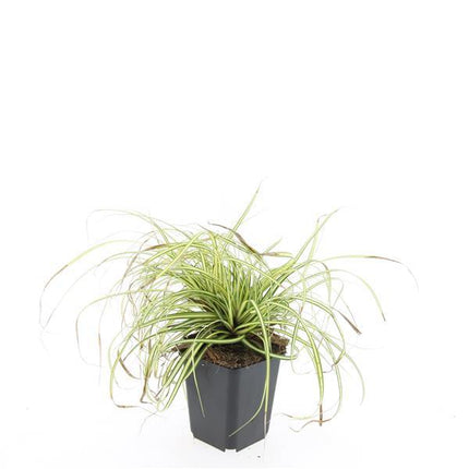 Carex oshimensis 'Evergold' – 48 Pflanzen – ↕10-25 cm – Ø9 cm – Winterhartes Ziergras – Bodendecker für schattige Gärten