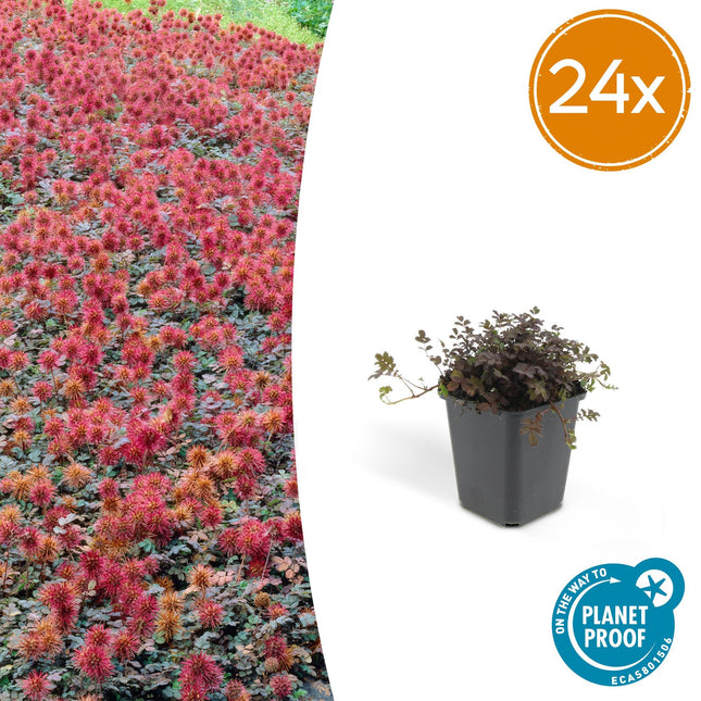 Acaena microphylla 'Kupferteppich' – Bodendecker Ø9cm – Höhe 10-25cm – Flachwachsende, pflegeleichte Pflanze – Für Garten, Steingarten & Wege – 24 Pflanzen