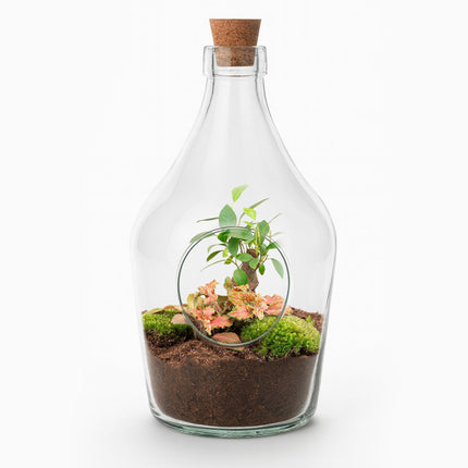 Offener Flaschengarten John 30cm – Bonsai & Ruby Lime Fittonia – Glasflaschenterrarium mit Moos – Natürliches Mini – Ökosystem – Kit & Pflanzen