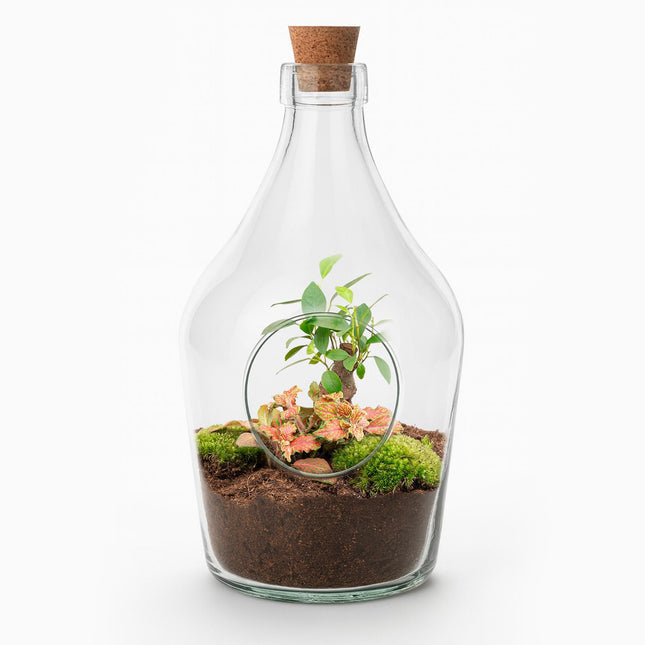Offener Flaschengarten John 30cm – Bonsai & Ruby Lime Fittonia – Glasflaschenterrarium mit Moos – Natürliches Mini – Ökosystem – Kit & Pflanzen