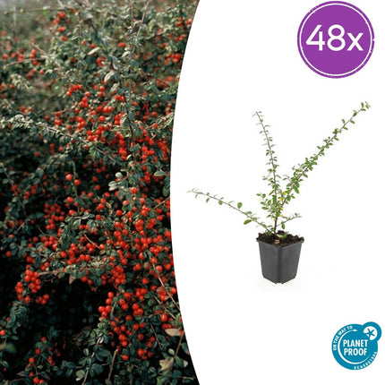 Cotoneaster suecicus 'Coral Beauty' – Winterharter, niedrig wachsender Strauch – 48 Pflanzen – ↕10–25cm – Ø9cm – Mit glänzend grünen Blättern, weißen Blüten & orangen Beeren – Ideal als Bodendecker & Hecke
