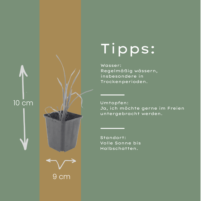 Hemerocallis Stella de Oro – 24 Pflanzen – Ø9cm – Höhe 10-25cm – Goldgelbe Taglilie – Dauerblühende Staude