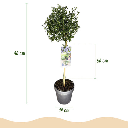 Säckelblume Ceanothus impressus Victoria Ø19cm Höhe90cm – Immergrüne Terrassenpflanze mit lila Blüten – Winterharter Zierstrauch für Balkon & Garten