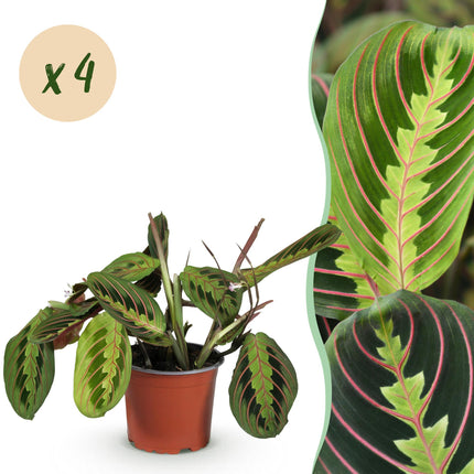 Maranta Fascinator Tricolour – 4 Pflanzen Set – Ø12cm Höhe 30-35cm – Gebetspflanze mit bunten Blättern – Haustierfreundliche Zimmerpflanze