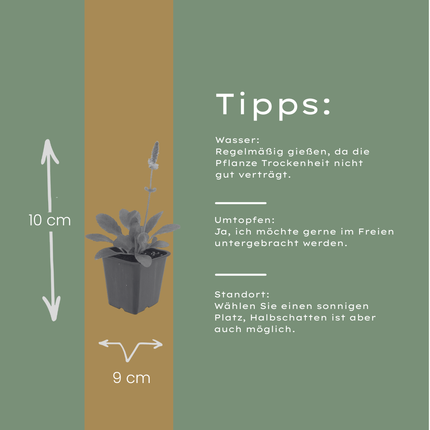 Stachys monieri Hummelo – 12 Pflanzen Ø9cm – Höhe10-25cm – Rosa Blütenstaude für Beet & Präriegarten – Bienenfreundlich winterhart – Pflegeleichte Gartenstaude
