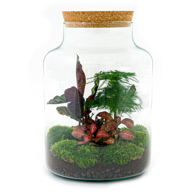 Flaschengarten Milky – DIY Bausatz Terrarium – ↕30cm – Do-It-Yourself Pflanzen-Set im Glas mit Korkdeckel – Autarkes Mini-Ökosystem – Inkl. Calathea, Fittonia, Spargel & Moos – Für Zuhause & Büro