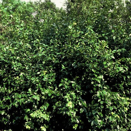 Purpur-Kriechspindel Euonymus fortunei 'Coloratus' – ↕10-25cm – Ø9cm – 20 Pflanzen – Bodendecker – Winterhart – Herbstbeeren – Pflegeleicht