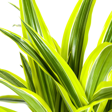 Drachenbaum Dracaena Deremensis Lemon Lime – Zimmerpflanze – Ø21cm – 90-110cm hoch – Schlanke grüne Blätter mit hellgrünem Rand – Pflegeleicht & dekorativ
