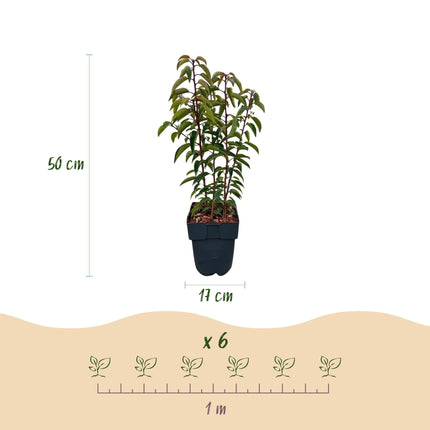 Chickasa – Pflaume – Prunus lusitanica Angustifolia – 6 Pflanzen – Heckenpflanze 1m – Immergrün – Blatt grün – 17cm – Höhe 50cm