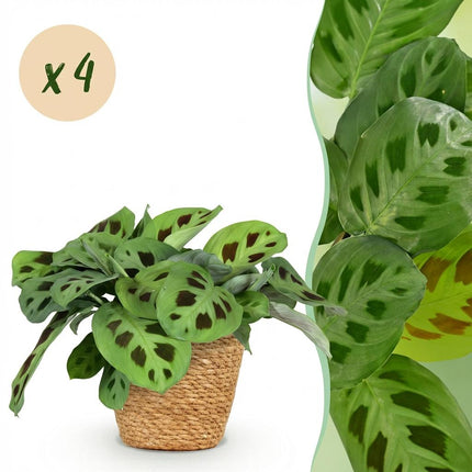 Maranta Fascinator Kerchoveana Zebrapflanze – 4er Set Zimmerpflanzen im Korb Ø12cm Höhe25cm – Haustierfreundliche Grünpflanze – Pflegeleicht