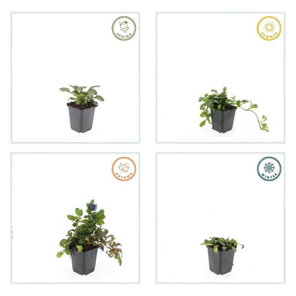 Großblättriger Günsel – Ajuga reptans 'Catlin's Giant' – ↕10-25cm – Ø9cm – 40 Pflanzen – winterharter, robuster Bodendecker