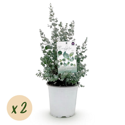 Eukalyptusbaum Eucalyptus gunnii – 2 Pflanzen – Winterhart – Terrassenpflanze – Grau – Ø17cm, Höhe ca. 40cm – Duftende & pflegeleichte Garten