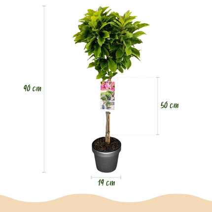 Magnolie Magnolia Susan – 19cm Höhe ca.90cm – Rosa blühend & duftend – Laubabwerfend & winterhart – Zierbaum für Beet Balkon Terrasse