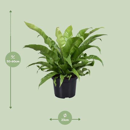 Nestfarn – Asplenium antiquum – Zimmerpflanze – Ø23 cm – ↕60 cm – Pflegeleicht – Luftreinigend – Halbschatten