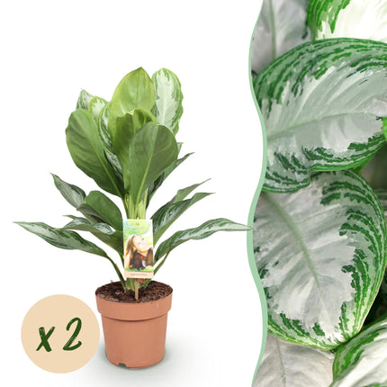 Aglaonema Silver Bay – 2 pflegeleichte Silberblatt – Zimmerpflanzen – 70-75cm – 17cm – Dekoratives silber – grünes Blattwerk