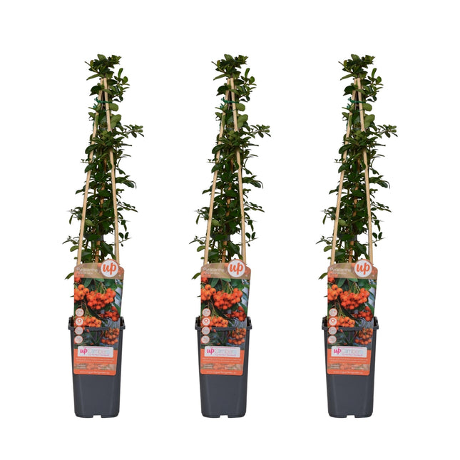 Feuerdorn Pyracantha 'Orange Glow' – Kletterstrauch – Ø15cm – ↨65cm – 3 Pflanzen – Frosthart, immergrün, leuchtend orange Beeren