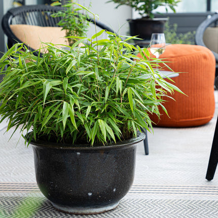 Bambus Fargesia rufa – Immergrün – 2 Pflanzen – Grüner Bambus für Hecke, Garten & Terrasse – Ø14cm Höhe ca. 35cm