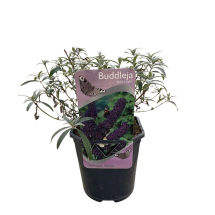 Schmetterlingsstrauch Buddleja davidii Purple Emperor – Blüte Lila – Schmetterlingsanziehend – 17 cm Höhe 25 cm – Pflegeleicht & Sonnentolerant