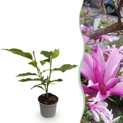 Magnolia Susan – 12cm – Höhe ca. 30cm – Laubabwerfende Magnolie mit tief lilafarbenen duftenden Frühjahrsblüten