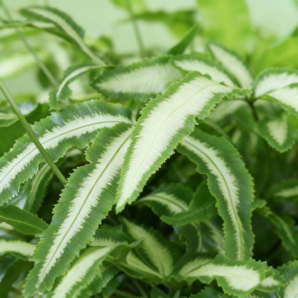 Pteris Cretica Albolineata Schwertfarn Zimmerpflanze 4er Set inkl. Naturkorb