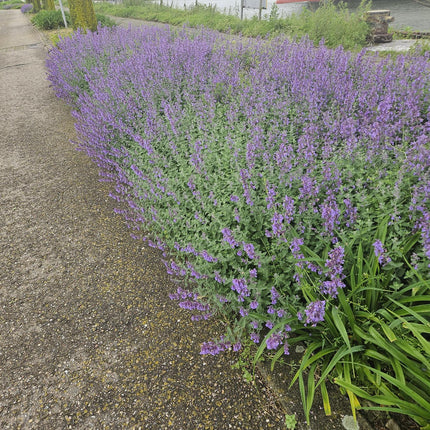 Nepeta 'Walker's Low' – 24 Pflanzen – ↕10-25cm – Ø9cm – Lavendelblaues Duftgras – Bienenfreundlich & Pflegeleicht