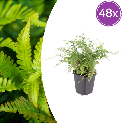 Polystichum setiferum Herrenhausen – 48 Pflanzen – Ø9cm – Höhe 10-25cm – Immergrüner Farn – Schattenstaude für Beet, Gehölzrand & Flächenpflanzung
