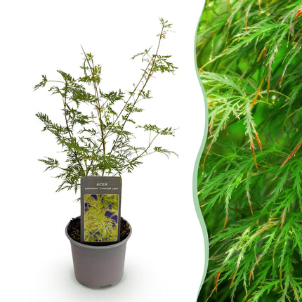 Ahorn Acer palmatum Emerald Lace – 12cm Höhe ca.35cm – Fein gefiedertes grünes Laub & elegante Struktur – Laubabwerfend & pflegeleicht