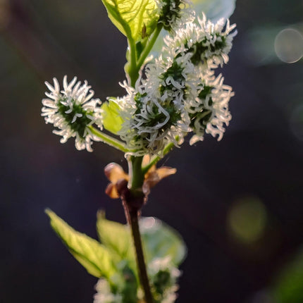Schwarze Maulbeere – Morus nigra 'Mulle' – Ø13cm – ↕45cm – Bio-Anbau – Vitaminreiche Obstpflanze für Garten & Topf