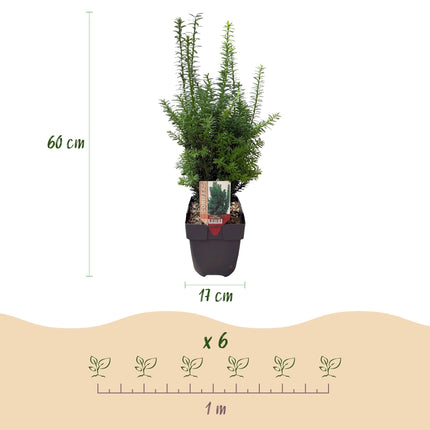 Taxus media Hillii – 6 Pflanzen für 1 Meter Hecke – Immergrün & winterhart – Eibe für dichte, schnittfeste Hecken – Ø17cm – Höhe ca. 60cm