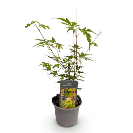 Ahorn Acer palmatum Sangokaku – 12cm – Höhe ca. 35cm – Hellgrünes Laub & goldene Herbstfärbung – Laubabwerfender pflegeleichter Zierstrauch
