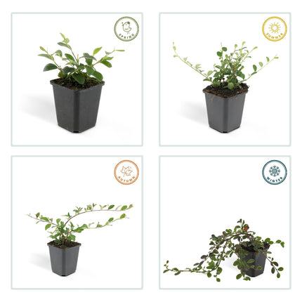 Cotoneaster dammeri – Winterharter Bodendecker mit weißen Blüten & roten Beeren – 24 Pflanzen –↕10–25cm – Ø9cm – Pflegeleicht & flächendeckend