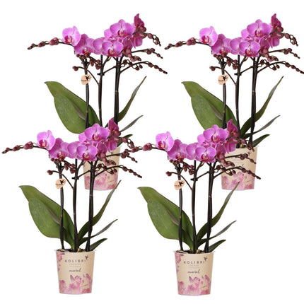 Phalaenopsis Orchideen Wien Set – 4 Orchideen Ø9cm – Dunkelrosa/Violett blühende Multiflora-Orchideen – Elegante Zimmerpflanzen mit 2–3 Blütenstielen – Frisch vom Züchter
