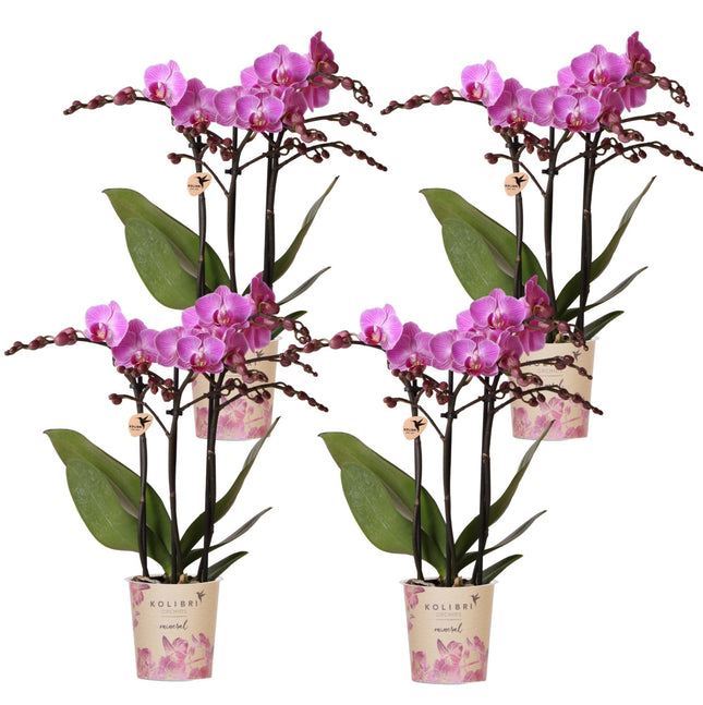 Phalaenopsis Orchideen Wien Set – 4 Orchideen Ø9cm – Dunkelrosa/Violett blühende Multiflora-Orchideen – Elegante Zimmerpflanzen mit 2–3 Blütenstielen – Frisch vom Züchter