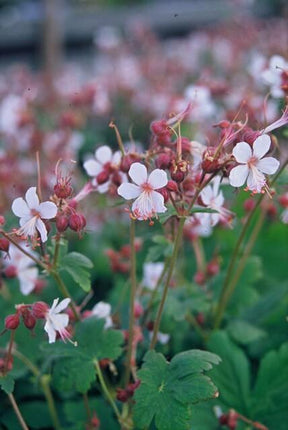 Geranium macrorrhizum 'Spessart' – Bodendecker – 48 Pflanzen – Ø9cm – ↕10-25cm – Weißblühend & winterhart – Für Sonne & Schatten – pflegeleicht