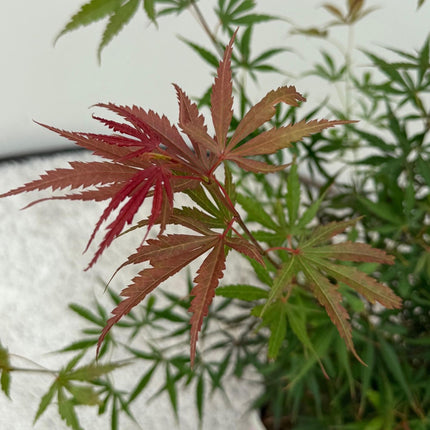 Japanischer Ahorn Acer palmatum 'Jerre Schwartz' – Dunkelrot – Balkon- & Gartenpflanze – Ø19 cm – Ca. 70 cm hoch – Kompakter Zierahorn mit elegantem Farbspiel