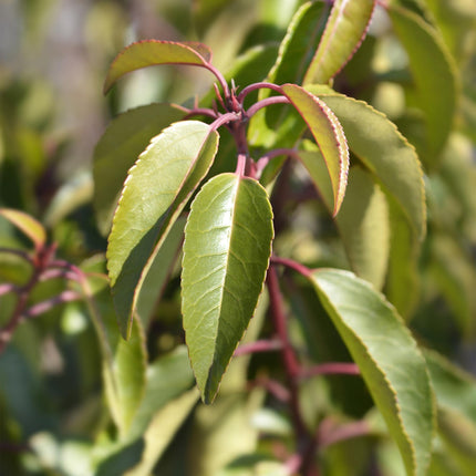Prunus lusitanica Angustifolia – Chickasa-Pflaume – Immergrüne Heckenpflanze – Blatt Grün – 9 cm x H30–35 cm – pflegeleicht – 8 Pflanzen